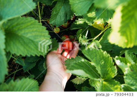 Strawberry field on fruit farm. Fresh ripe organic strawberry in basket. Harvesting on strawberry farm, berry plantation. Strawberries ready for export. Strawberry field on fruit farm. Fresh ripe organic strawberry in basket. Harvesting on strawberry farm, berry plantation. Strawberries ready for export. 79304433