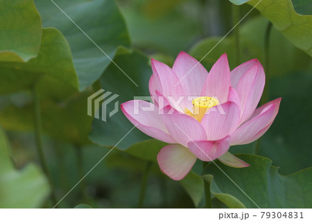 蓮の花開く 79304831