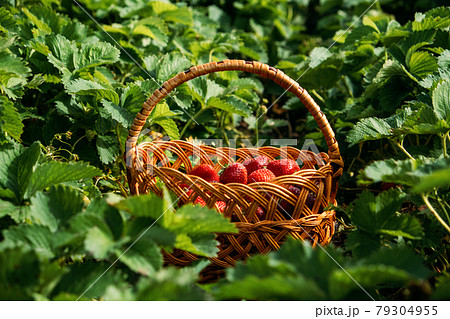 Strawberry field on fruit farm. Fresh ripe organic strawberry in basket. Harvesting on strawberry farm, berry plantation. Strawberries ready for export. Strawberry field on fruit farm. Fresh ripe organic strawberry in basket. Harvesting on strawberry farm, berry plantation. Strawberries ready for export. 79304955