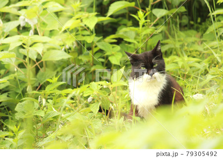 草の中にたたずむ猫 草の中にたたずむ猫 79305492