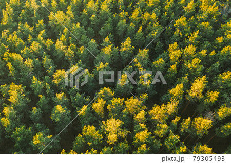 Aerial View Of Green Pine Coniferous Forest In Landscape During Sunset In Spring. Top View From Attitude. Drone View Of European Woods At Springtime 79305493