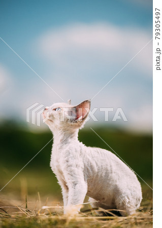Sweet Devon Rex Cat Funny Curious Young White Devon Rex Kitten In Grass. Short-haired Cat Of English Breed. Very Small Lovely Pets Lovely Cats 79305497