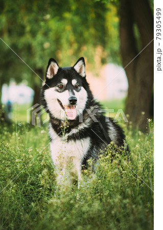 Husky Dog Sit In Summer Greeen Grass. Funny Lovely Pet Dog 79305499