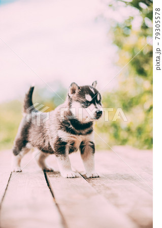 Four-week-old Husky Puppy Of White-gray-black Color Walking On Wooden Ground. Four-week-old Husky Puppy Of White-gray-black Color Walking On Wooden Ground. 79305578