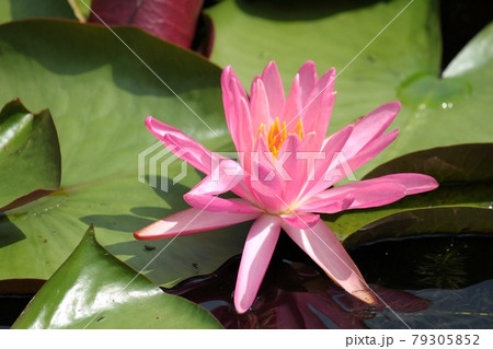 ひつじぐさ 79305852