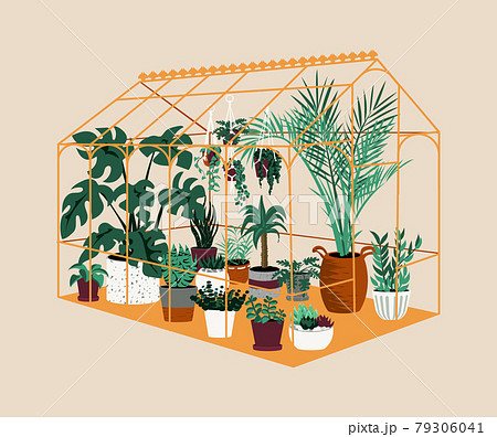 Greenhouse. Botanical house with exotic and home cultivated plants. Modern garden with decorative potted trees. Tropical palms grow in hothouse. Vector cartoon orangery illustration 79306041