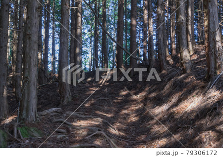 鞍馬山の木の根道、京都府京都市左京区鞍馬 鞍馬山の木の根道、京都府京都市左京区鞍馬 79306172