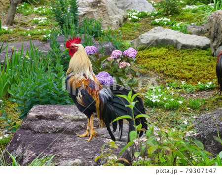 紫陽花と尾長鶏  79307147