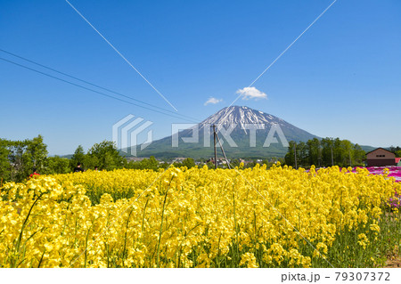 ニセコの広大な芝桜畑と羊蹄山の風景 北海道倶知安町の観光イメージ ニセコの広大な芝桜畑と羊蹄山の風景 北海道倶知安町の観光イメージ 79307372