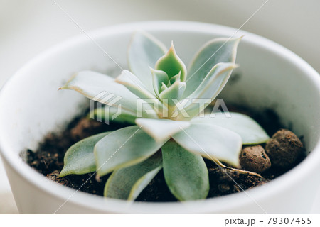 Succulent in white pot on the windowsill. 79307455