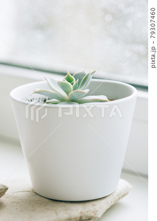 Succulent in white pot on the windowsill. 79307460