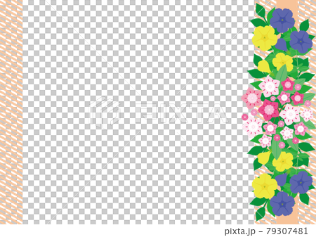 カルミアとペチュニアの花、パステルオレンジのストライプボーダー背景 79307481