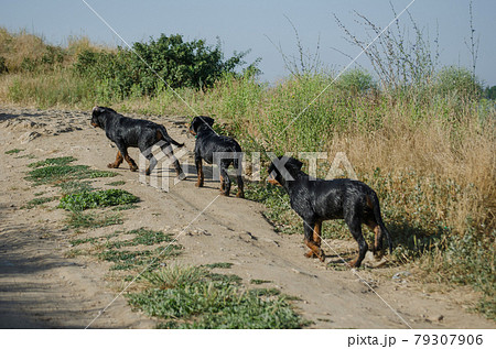 Three Young Dogs walking up a dirt road. Three Young Dogs walking up a dirt road. 79307906
