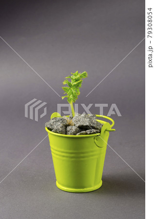 Green sprout in a small bucket with gravel on a gray background. Green sprout in a small bucket with gravel on a gray background. 79308054