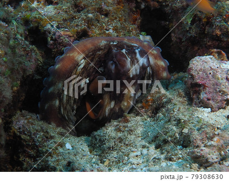 タコ タコ 79308630