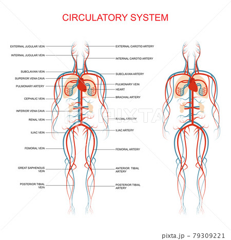 circulatory system, human blood artery 79309221