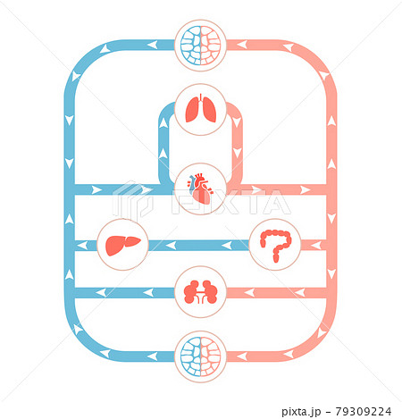 circulatory system, human blood artery 79309224