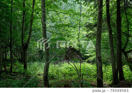 Springtime natural deciduous forest with hornbeam 79309563