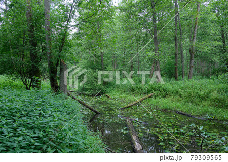 Small natural forest river in sunrise light 79309565