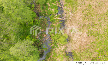 Forest river with dead tree log lying over 79309573