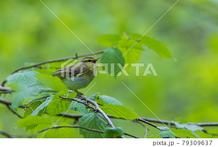 Wood warbler (Rhadina sibilatrix) in spring 79309637