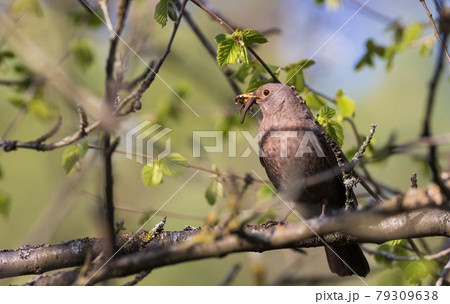 Common Blackbird (Turdus merula) female on branch 79309638