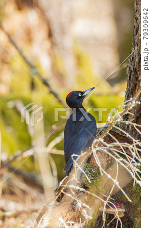 Black Woodpecker (Dryocopus martius) in forest Black Woodpecker (Dryocopus martius) in forest 79309642