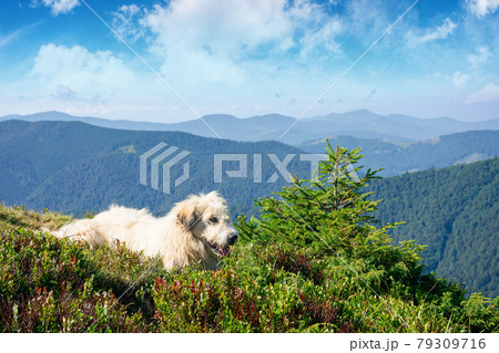 carpathian shepherd dog. good old friend take a rest. pet in nature. distant mountain scenery in morning light carpathian shepherd dog. good old friend take a rest. pet in nature. distant mountain scenery in morning light 79309716