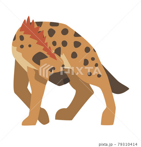 Hyena as Carnivore Mammal with Spotted Coat and Rounded Ears Walking Vector Illustration 79310414