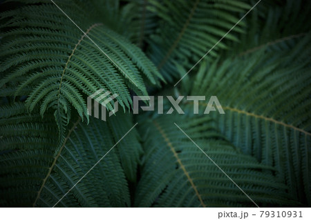Beautiful background of ferns leaves. Green fern tree growing in summer. Midsummer day background Beautiful background of ferns leaves. Green fern tree growing in summer. Midsummer day background 79310931