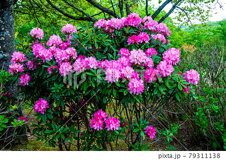 国営みちのく杜の湖畔公園のシャクナゲの花 79311138