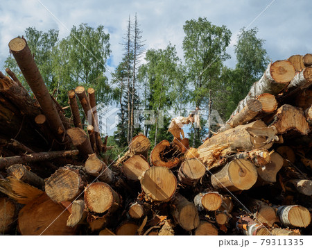 Sawed tree trunks lie in a large pile near the forest in summer Sawed tree trunks lie in a large pile near the forest in summer 79311335