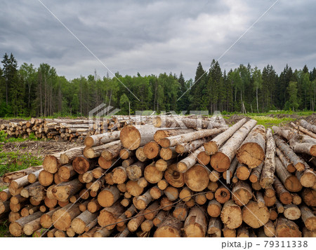 Sawed trees lie in a large pile on the background of the forest Sawed trees lie in a large pile on the background of the forest 79311338