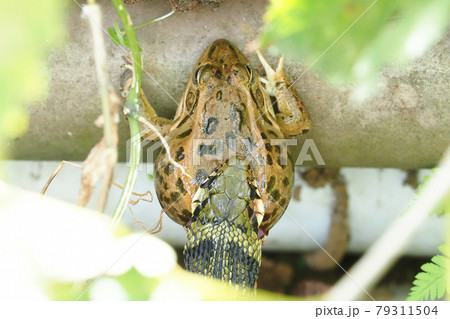 トウキョウダルマガエルを呑込み中のヤマカガシ 79311504