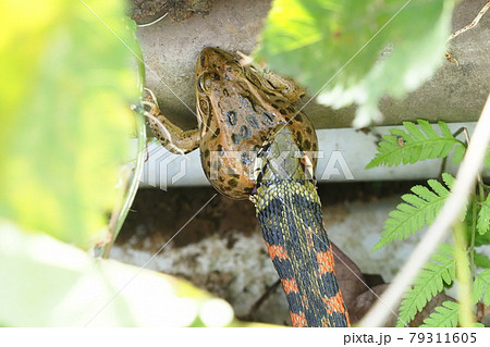 トウキョウダルマガエルを吞込み中のヤマカガシ トウキョウダルマガエルを吞込み中のヤマカガシ 79311605