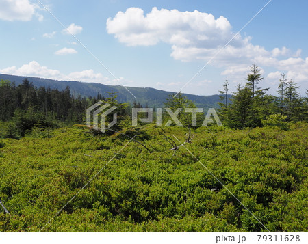 Beauty Silesian Beskids Mountains range near Salmopol pass, Poland Beauty Silesian Beskids Mountains range near Salmopol pass, Poland 79311628
