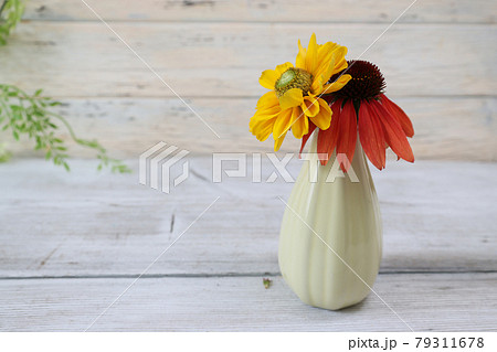 クリーム色の花瓶に活けたエキネシアとルドベキア 79311678