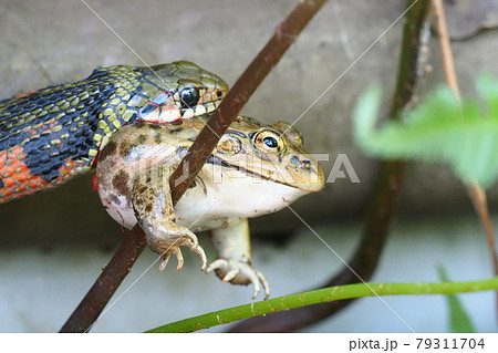 トウキョウダルマガエルを吞込み中のヤマカガシ トウキョウダルマガエルを吞込み中のヤマカガシ 79311704