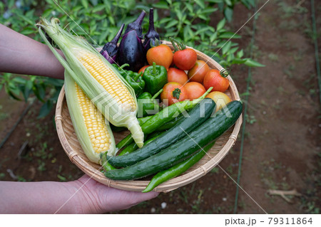 夏、収穫した野菜<千葉県/家庭菜園2021年7月> 夏、収穫した野菜<千葉県/家庭菜園2021年7月> 79311864