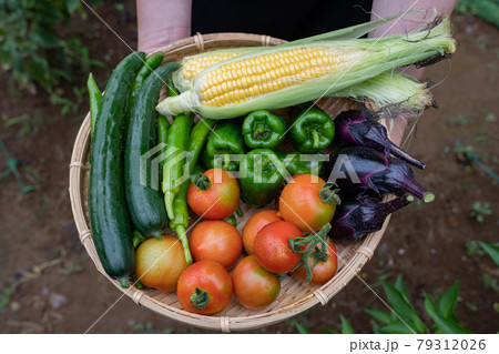 夏、収穫した野菜<千葉県/家庭菜園2021年7月> 夏、収穫した野菜<千葉県/家庭菜園2021年7月> 79312026
