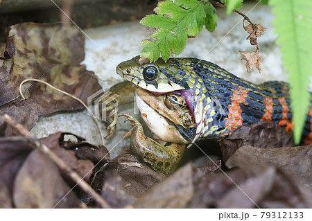 トウキョウダルマガエルを吞込み中のヤマカガシ トウキョウダルマガエルを吞込み中のヤマカガシ 79312133