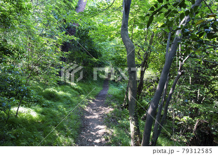 京路戸峠への登山道(関東ふれあいの道) 京路戸峠への登山道(関東ふれあいの道) 79312585