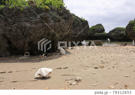 沖縄　宮古島市　大神島　チョーかわいいネコ 79312655