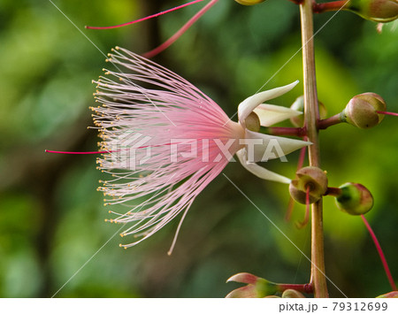 サガリバナのクローズアップ サガリバナのクローズアップ 79312699
