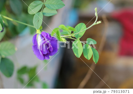 Fresh purple butterfly pea flowers on the tree have blurry background Fresh purple butterfly pea flowers on the tree have blurry background 79313071