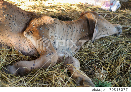 Lumpyskin disease that occurs in cows. The calf has lumpyskin, causing lesions of the skin all over the body. 79313077