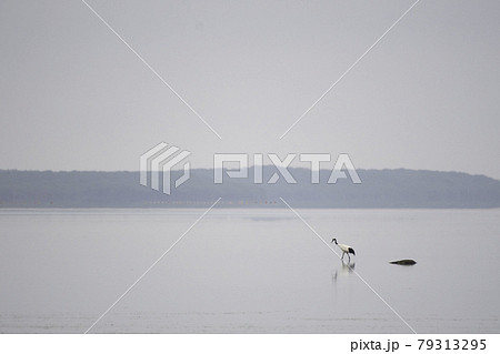 風連湖のタンチョウ 79313295