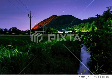 水路の蛍02 ピント手前 水路の蛍02 ピント手前 79313640