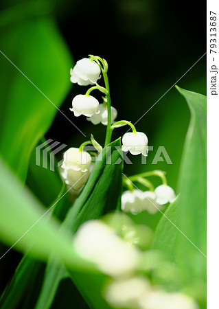 草の中に咲く綺麗な鈴蘭の花の写真素材 草の中に咲く綺麗な鈴蘭の花の写真素材