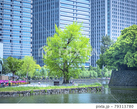 皇居東御苑の竹橋から見る大手町オフィスビル群 79313780